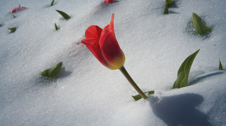 spring flower snow